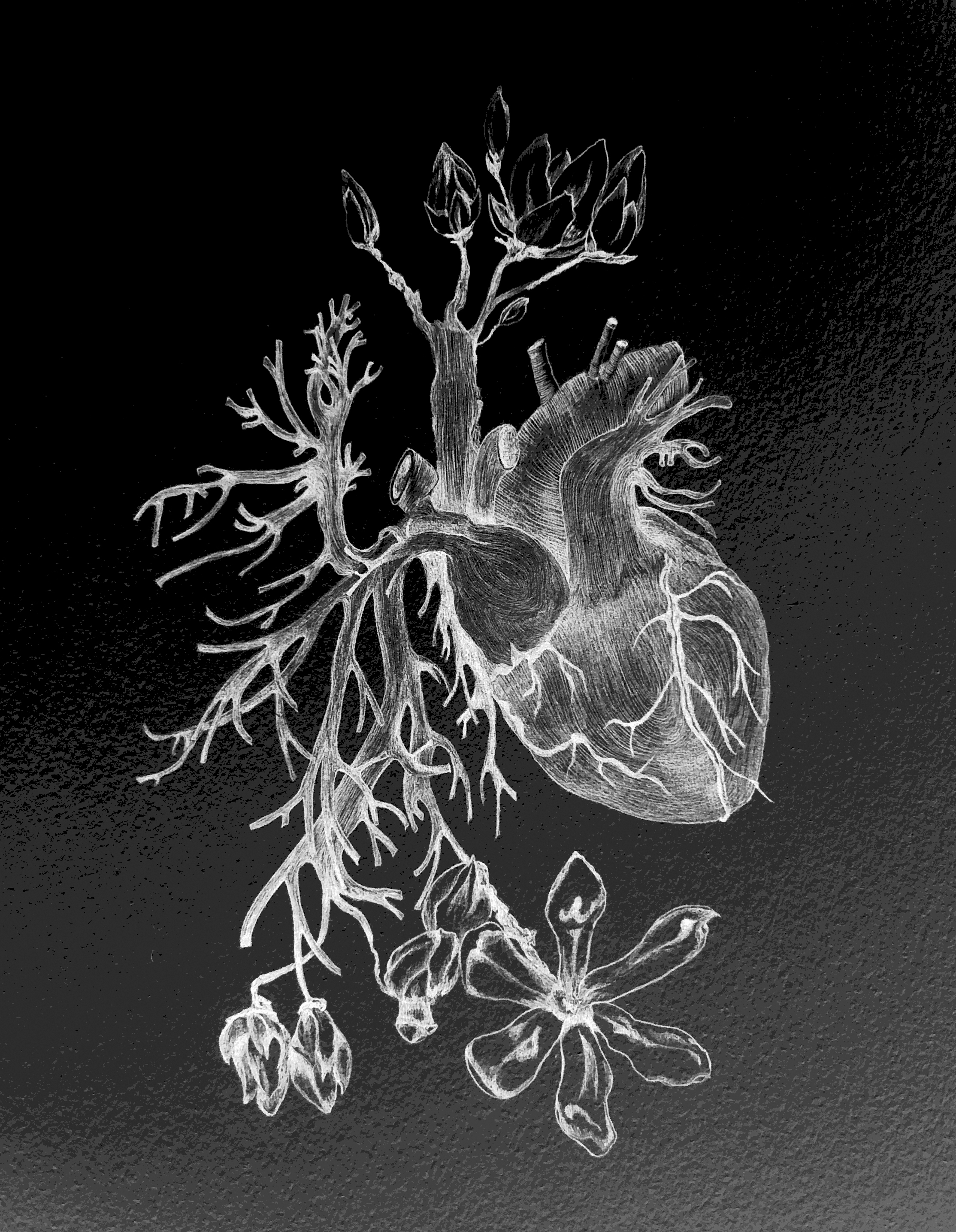 "Coeur", dessin de Jennifer Mackay