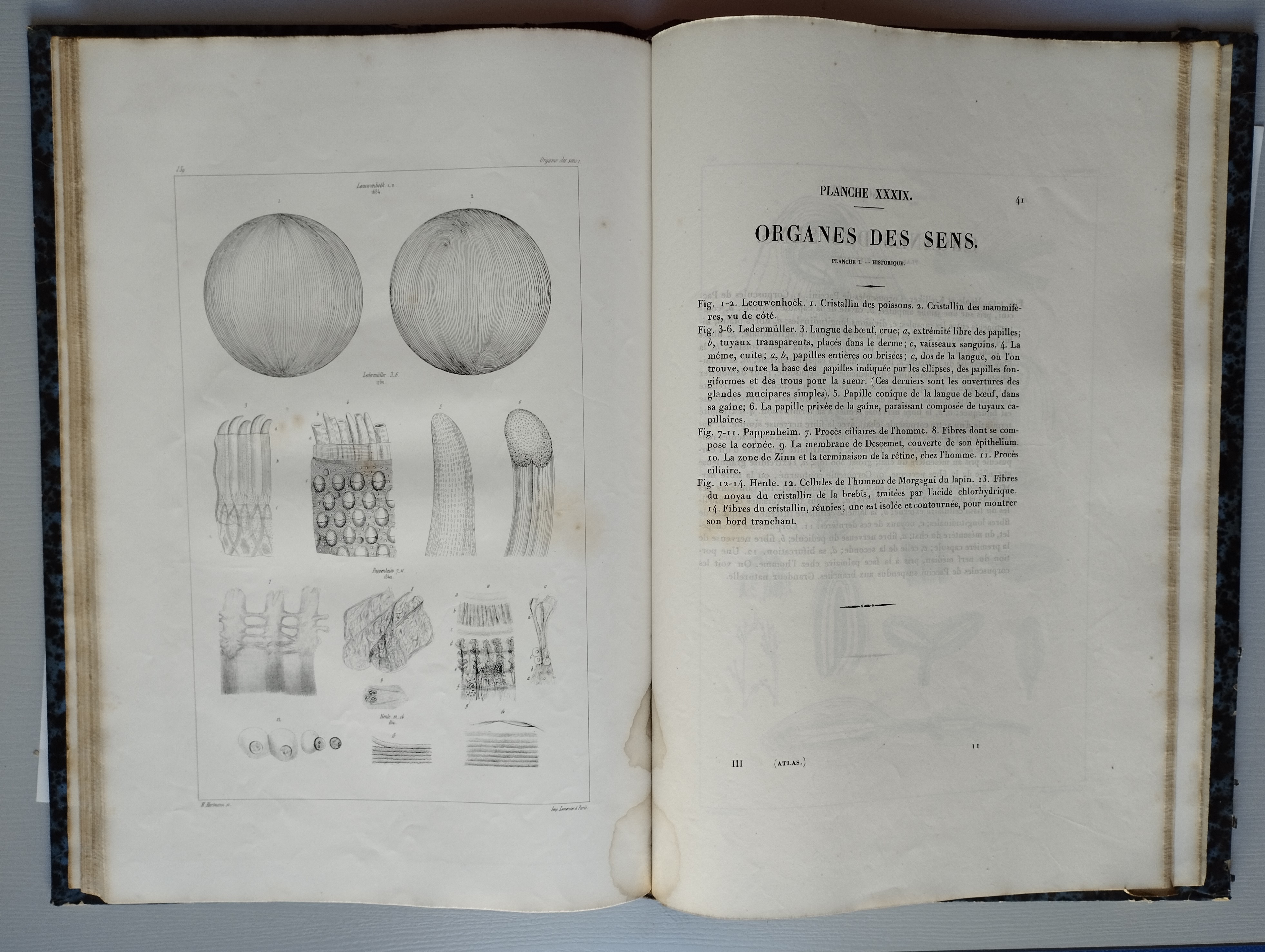 L' Anatomie microscopique. Tome premier, Histologie ou Recherches sur les éléments microscopiques des tissus, des organes et des liquides... Louis Mandl, 1838-1857