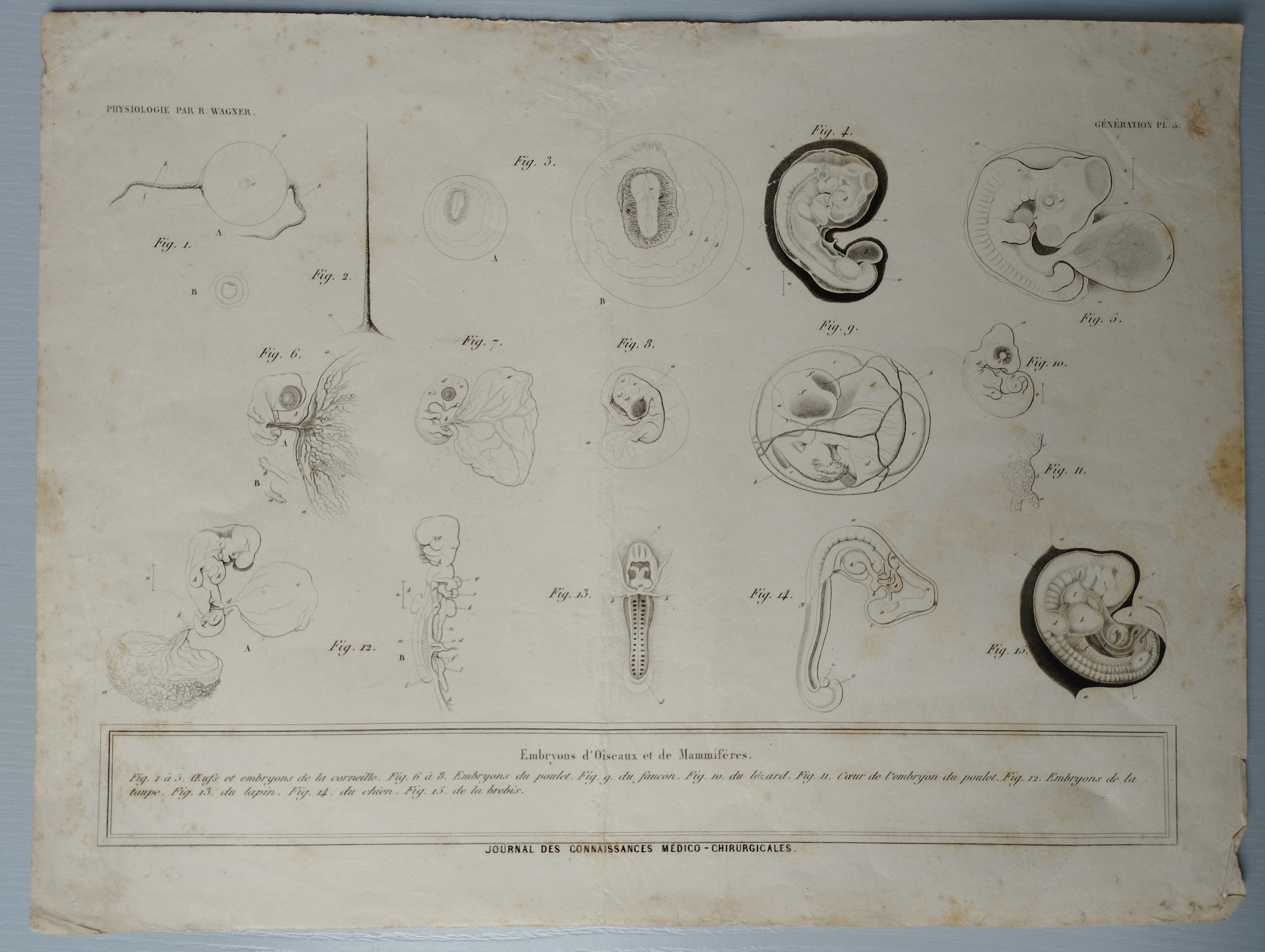 "Embryons d’oiseaux et de Mammifères", in Atlas du Journal des connaissances médico-chirurgicales, planche 3 de l’Atlas de juillet 1847, publié par les docteurs H. Gouraud J.Lebaudy Martin –Lauzer. 