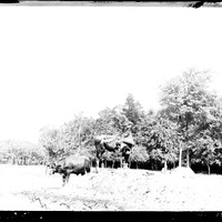 Vaches dans une ferme normande