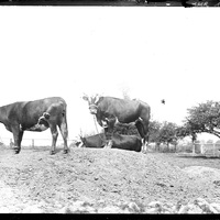 Vaches dans une ferme normande