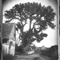 Arbre dans un village normand